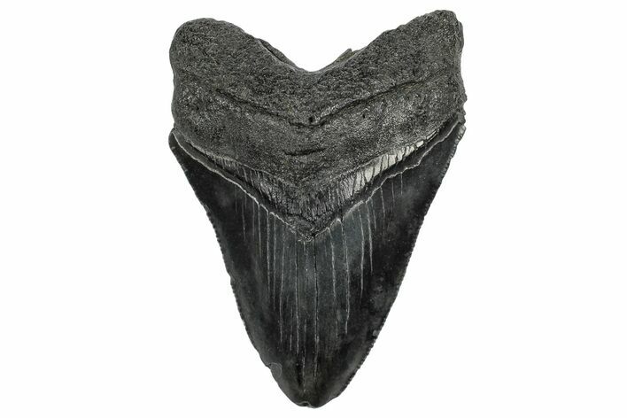 Serrated, Fossil Megalodon Tooth - South Carolina #332234